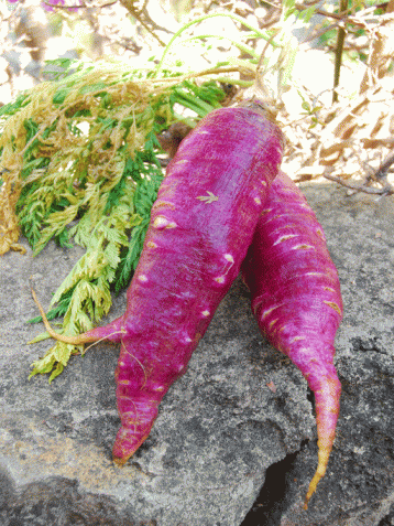zanahorias moradas