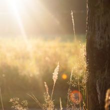 field-summer-sun-meadow-640